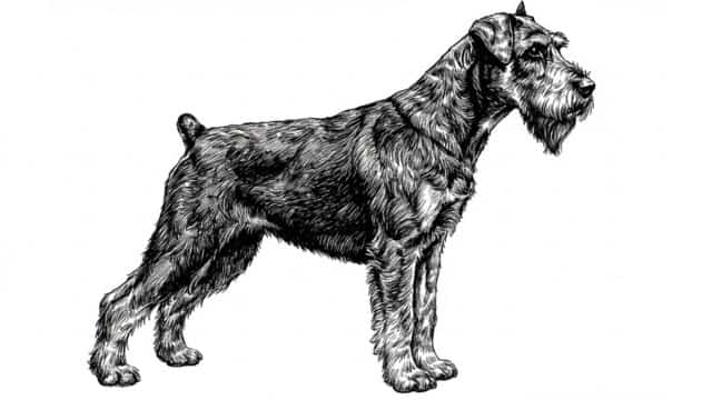 giant schnauzer topper