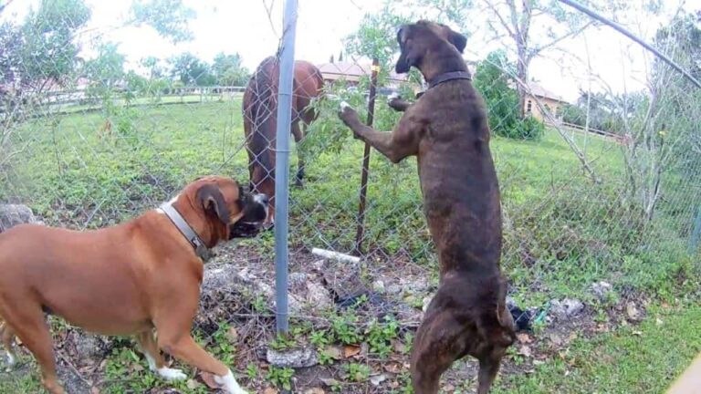 horses and boxer dogs playing video petrage