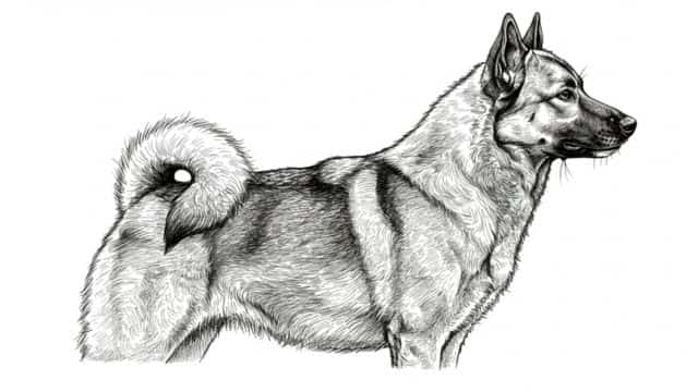 norwegian elkhound topper