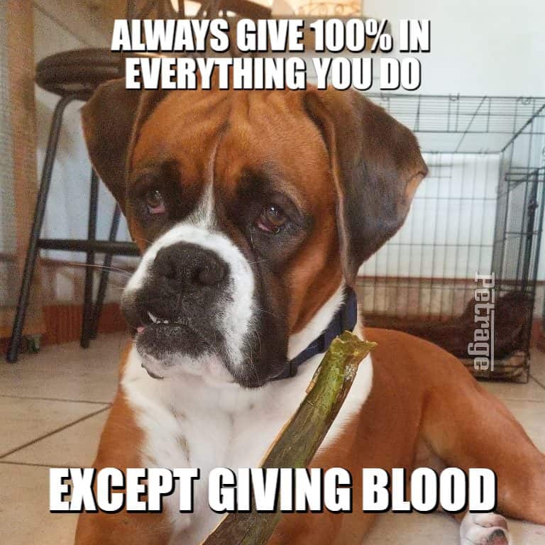sarcastic boxer dog giving blood meme petrage