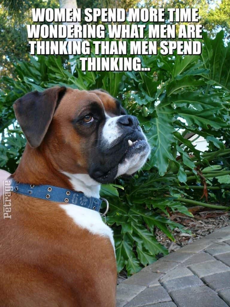 sarcastic boxer dog men thinking meme petrage