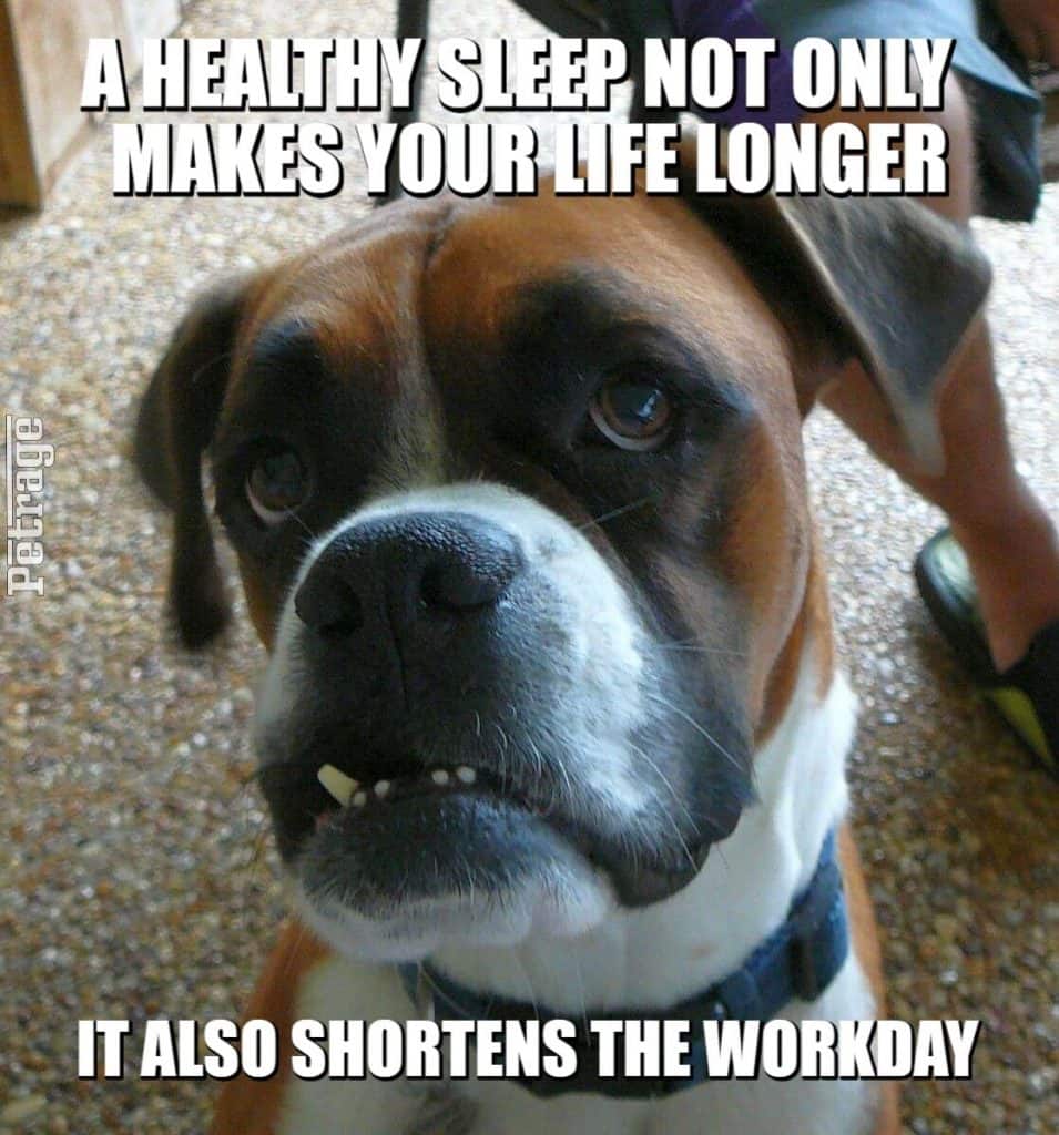 sarcastic boxer dog sleeping at work meme petrage