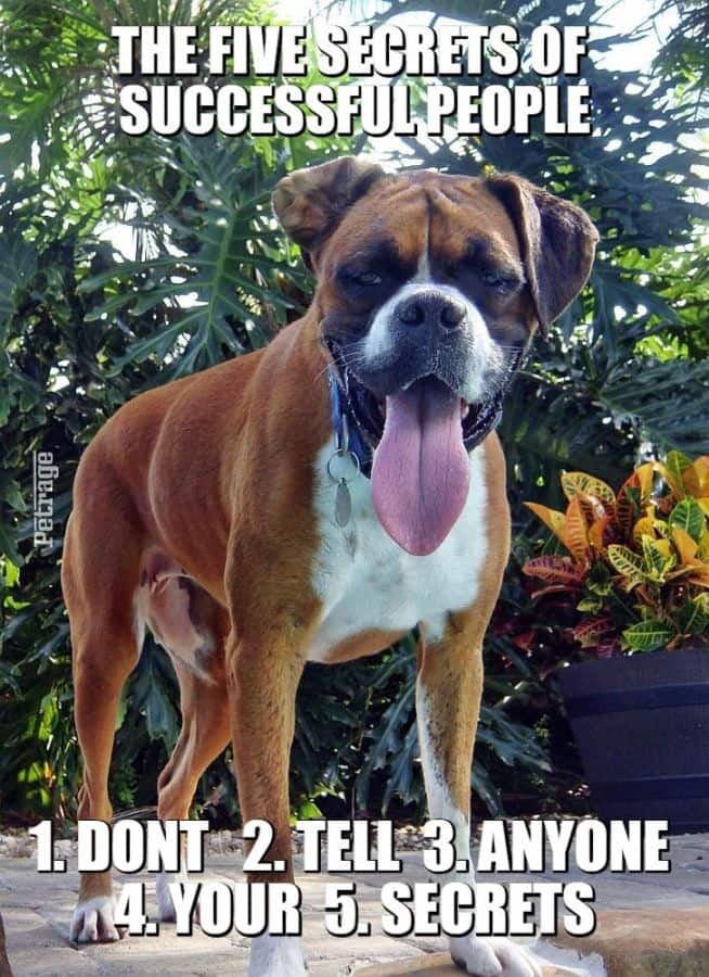 sarcastic boxer dog successful people meme petrage