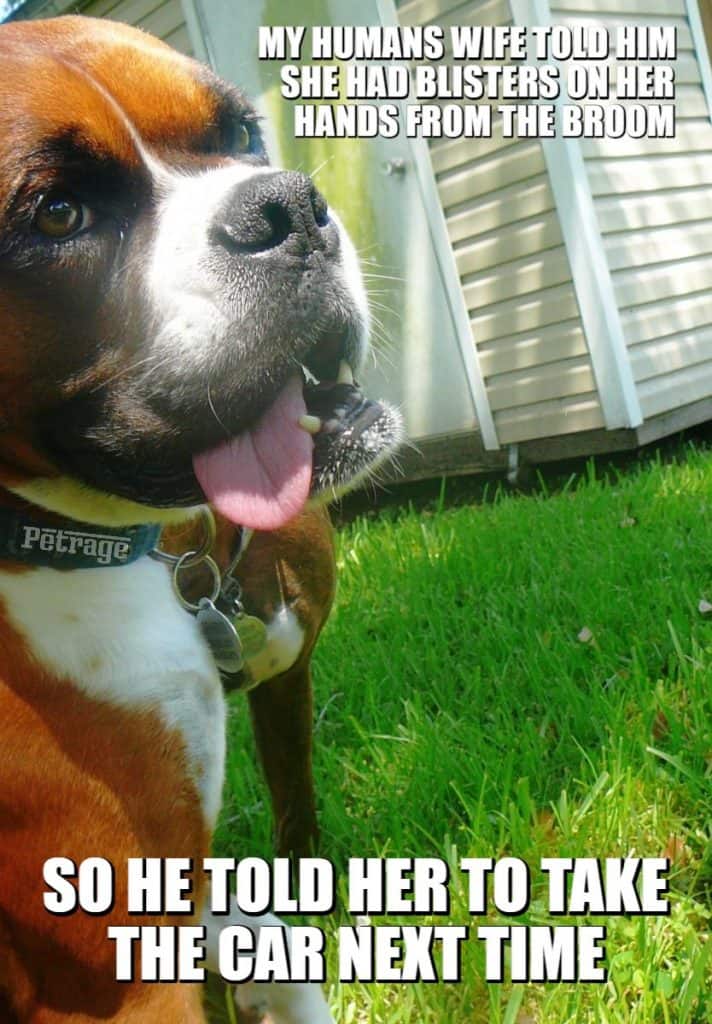 sarcastic boxer dog take the car meme petrage