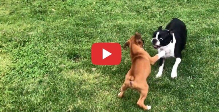 tiny boxer puppy playing with boston terrier video