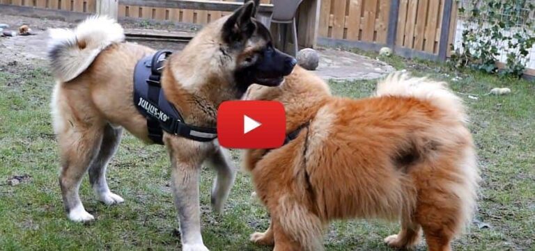 video of an akita and chow chow playing in the yard