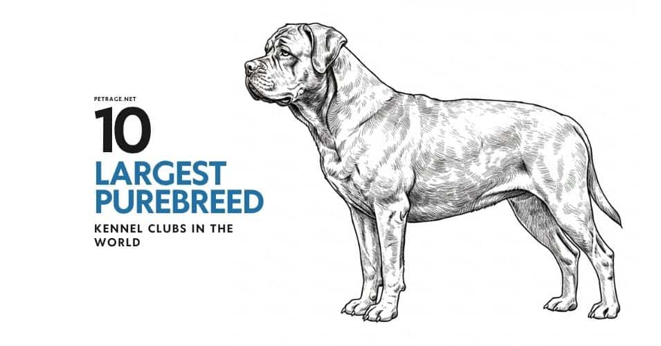 10 largest purebred dog clubs in the world petrage