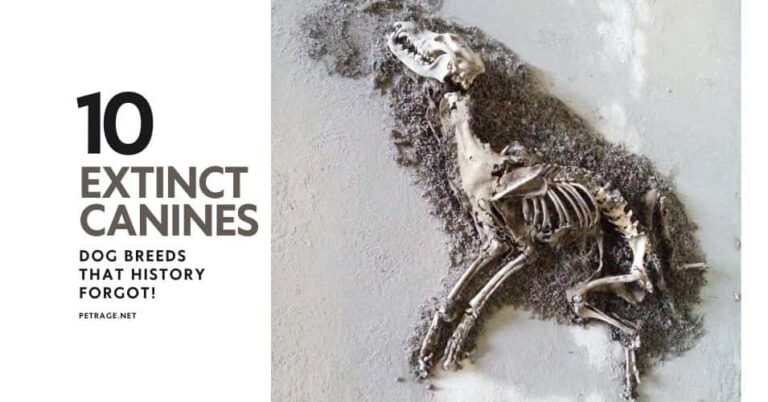 10 extinct canines dog breeds that history forgot petrage
