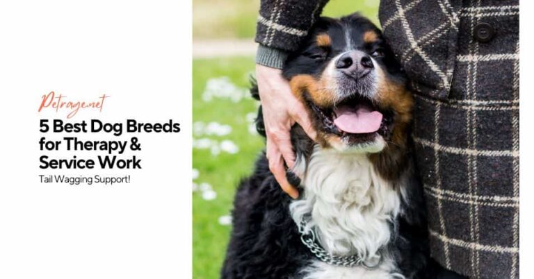 5 best dog breeds for therapy & service work petrage