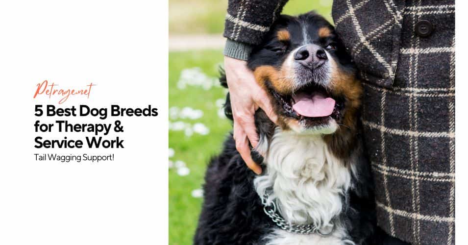 5 best dog breeds for therapy & service work petrage