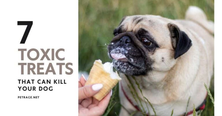 7 toxic treats that can kill your dog petrage