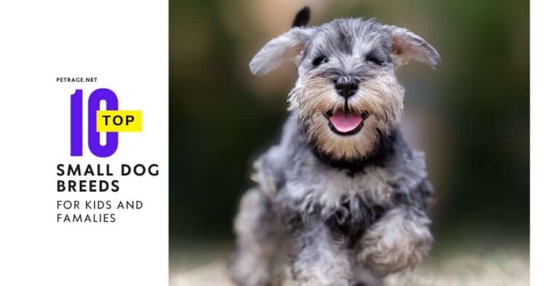 best 10 small dog breeds for kids & families petrage