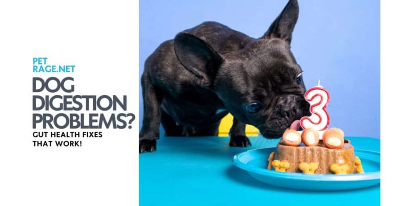 dog digestion problems gut health fixes that work petrage