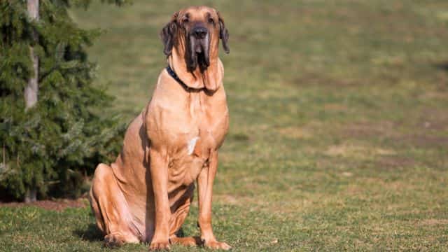 fila brasileiro dog topper