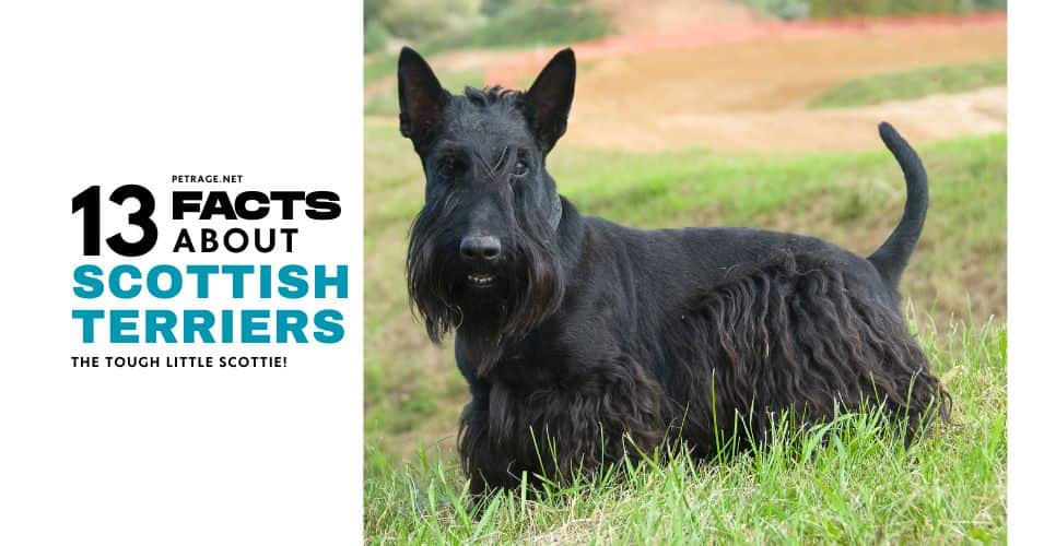 scottish terrier facts 13 things you didn't know petrage