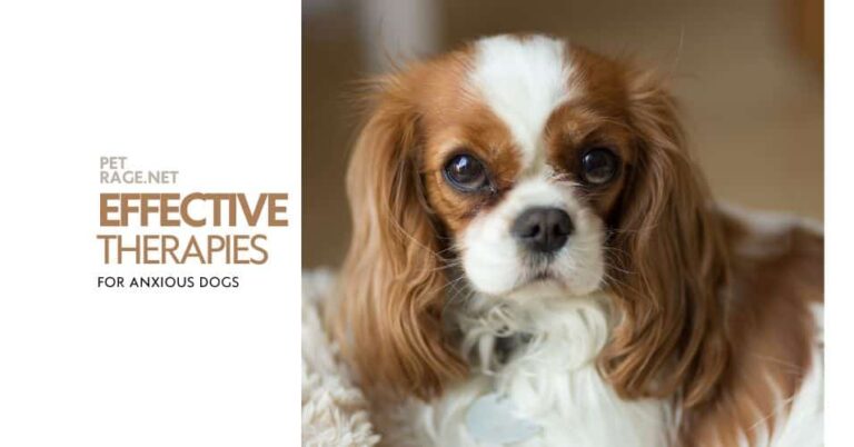 the ultimate guide to soothing anxious dogs petrage