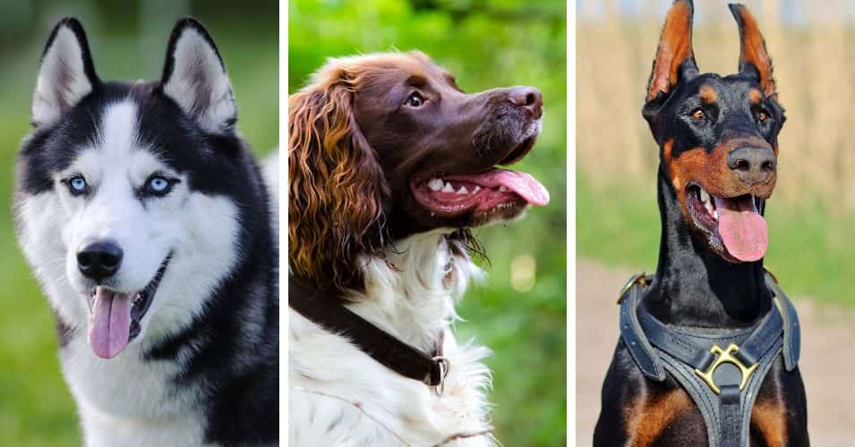 best sar breeds topper larger size