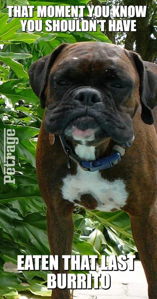 brindle boxer dog last burrito meme petrage