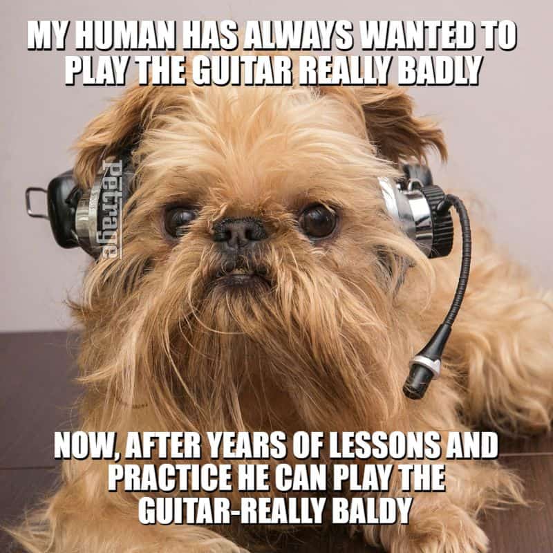 brussels griffon play guitar meme petrage