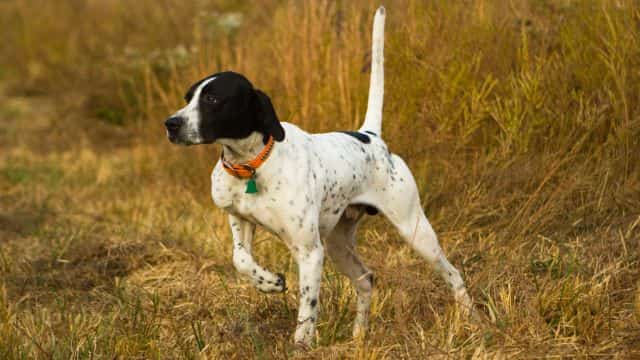 english pointer pointing topper