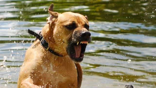fighting dog topper