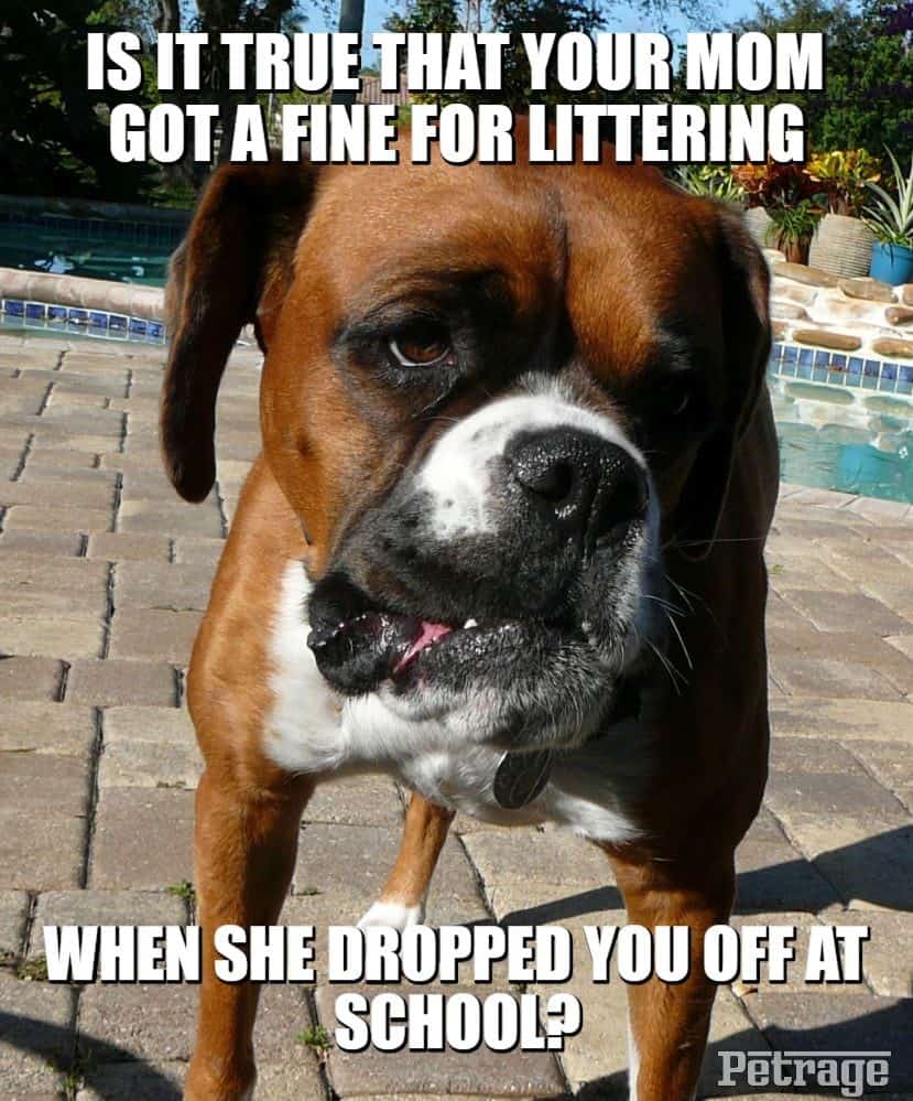 funny boxer dog meme sarcastic lol
