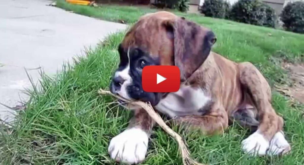 harley the boxer dog puppy coming home video