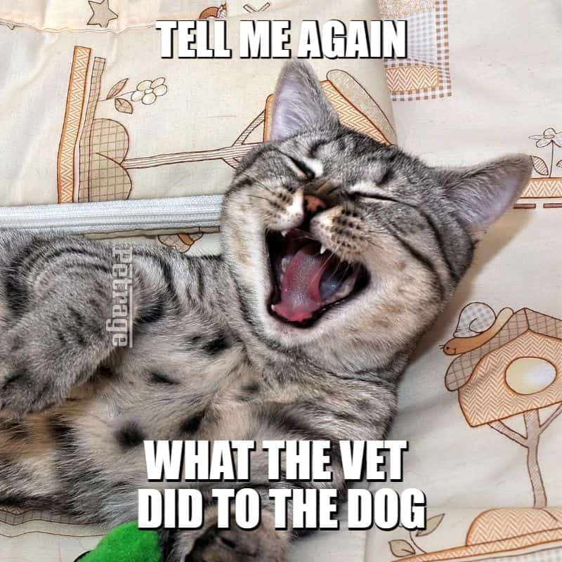 meme laughing cat dog at the vet meme petrage6405f0480cc5b