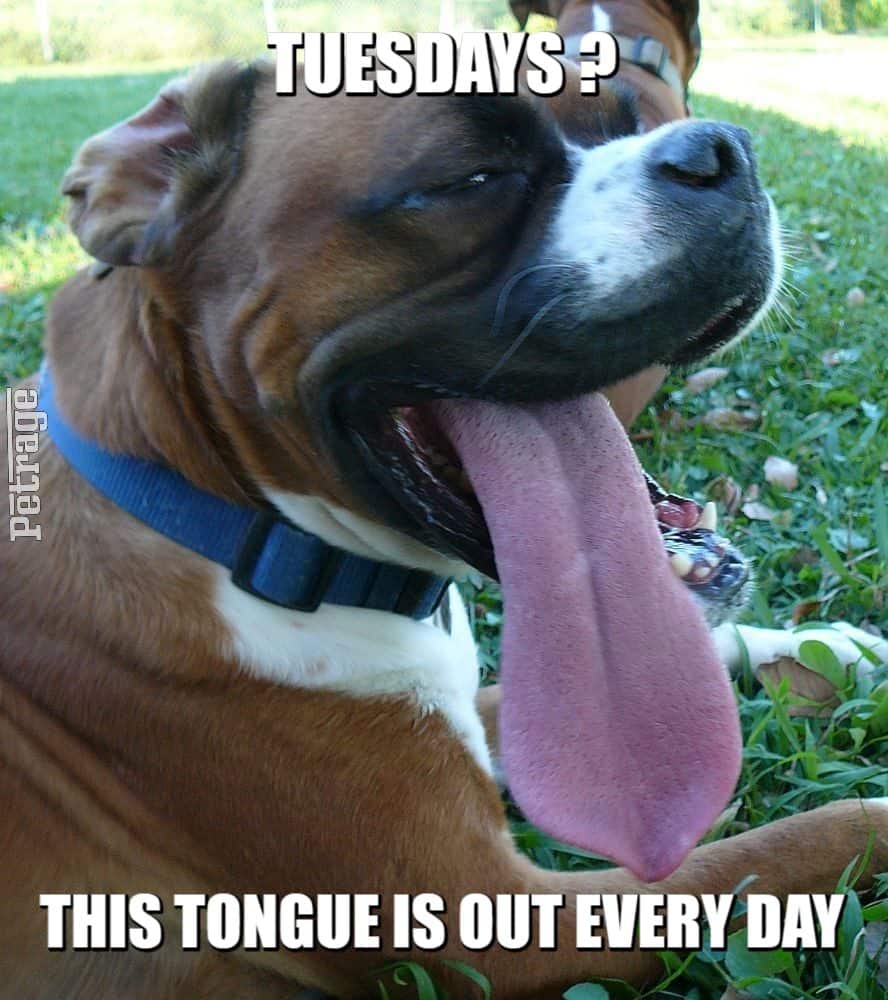 meme real tongue out5cfebf7ff047c