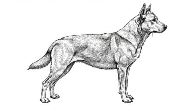 new zealand huntaway dog topper