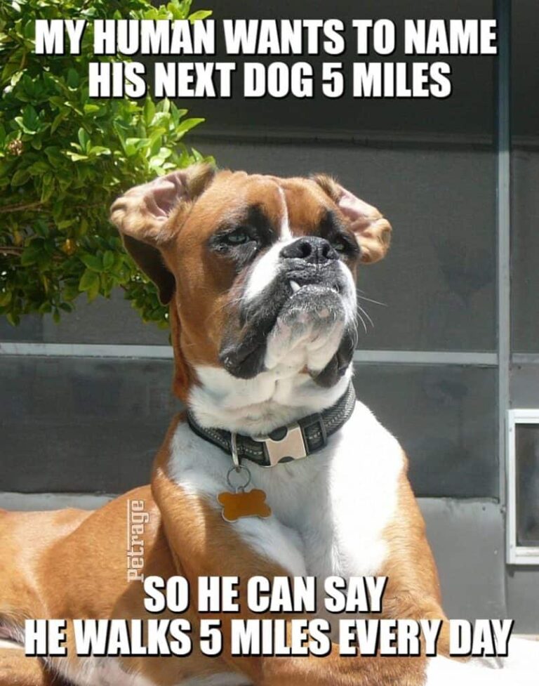 sarcastic boxer dog 5 miles meme petrage