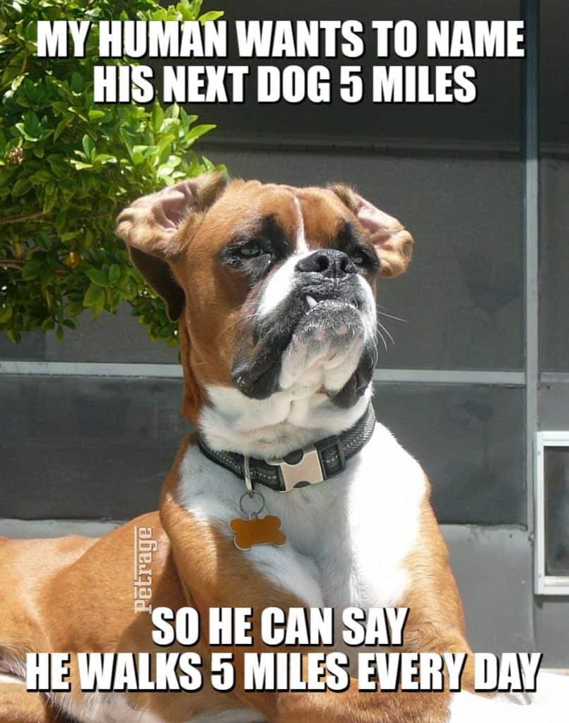 sarcastic boxer dog 5 miles meme petrage