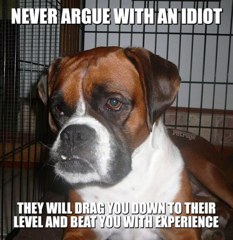 sarcastic boxer dog argue with an idiot meme petrage