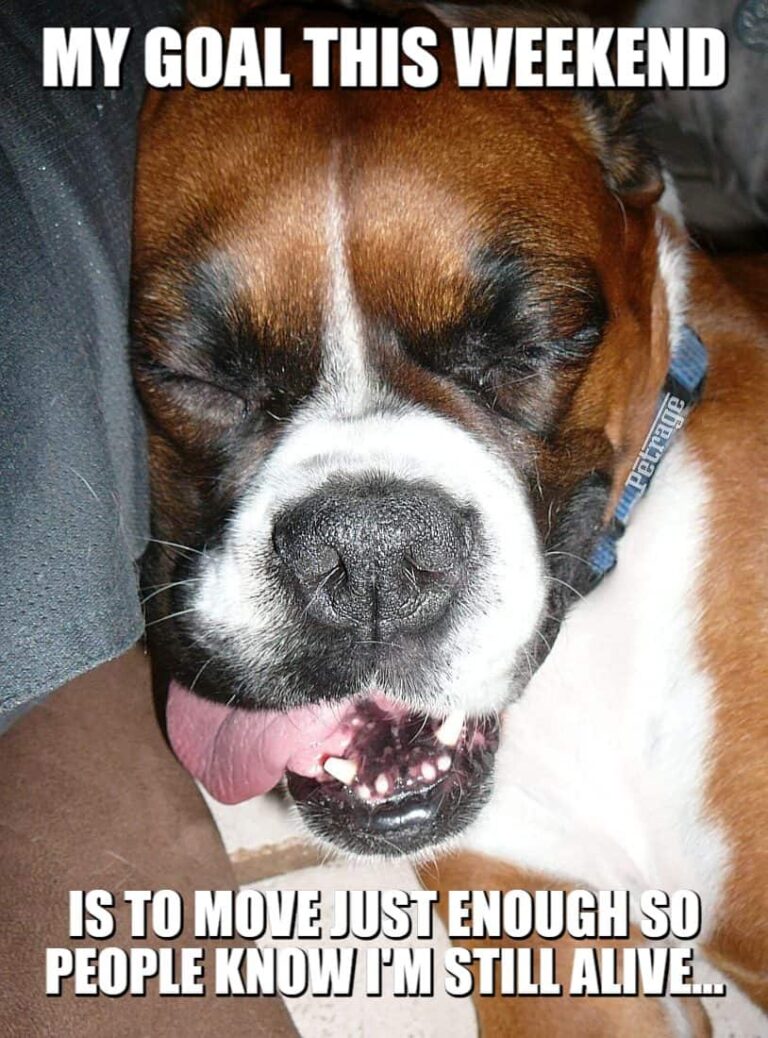 sarcastic boxer dog lazy weekend meme petrage
