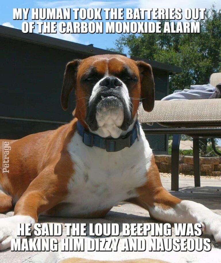 sarcastic boxer dog loud beeping meme petrage