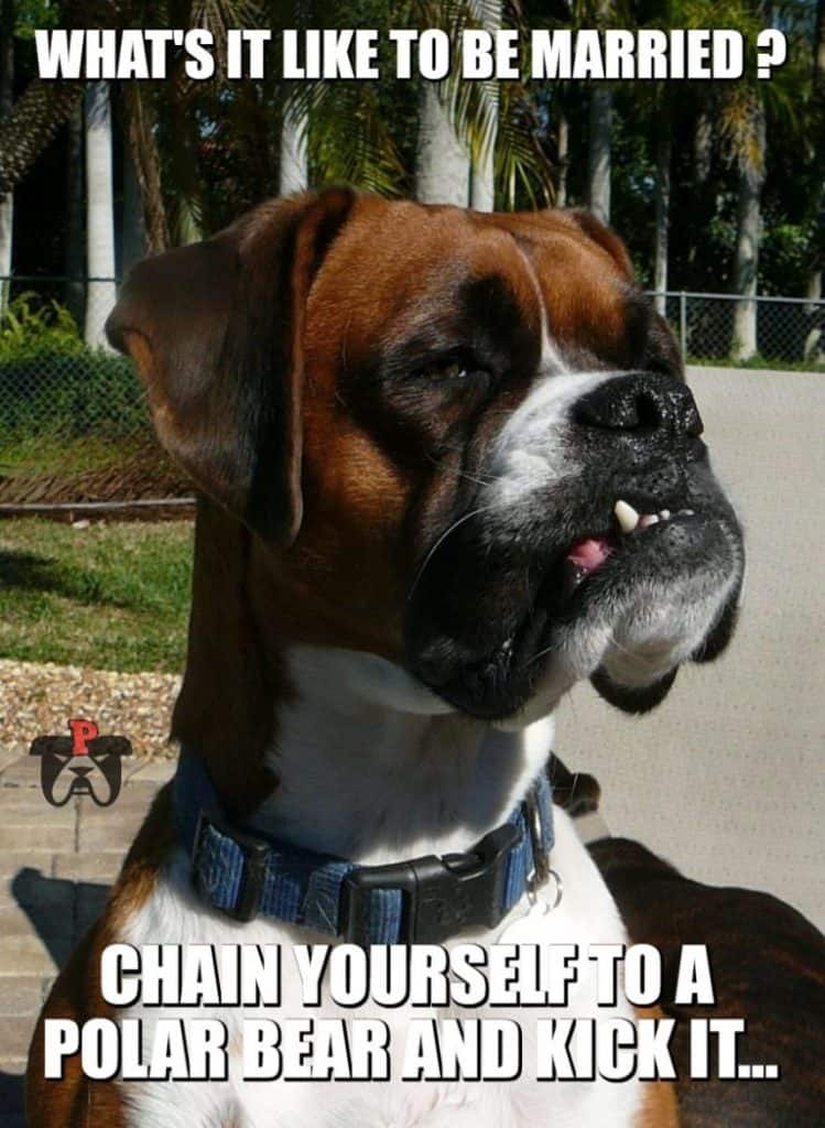 sarcastic boxer dog marriage polar bear meme petrage