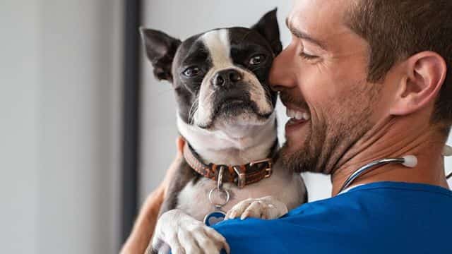 topper pros cons and cost of dog health insurance (1)
