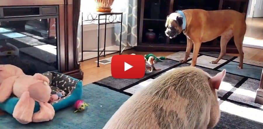video of a pig a boxer dog and a dachshund