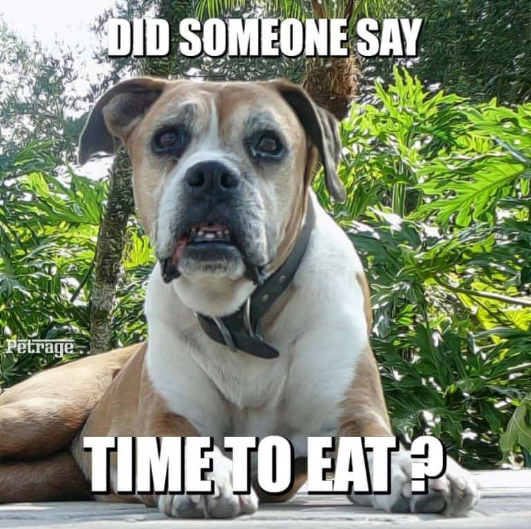 when your old boxer dog hears the dinner bell meme petrage