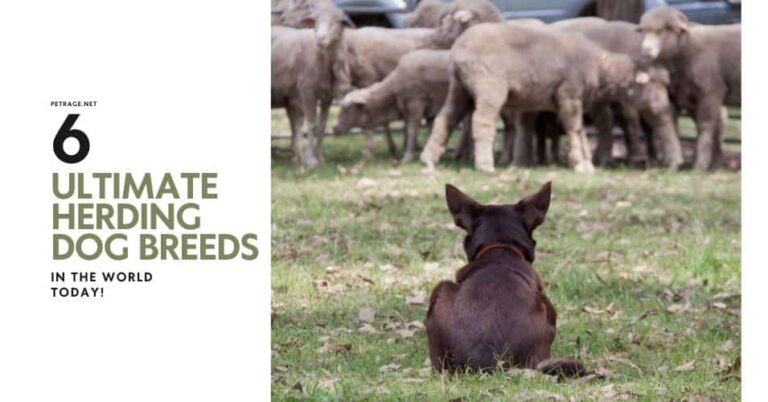 meet the 6 ultimate herding dog breeds petrage