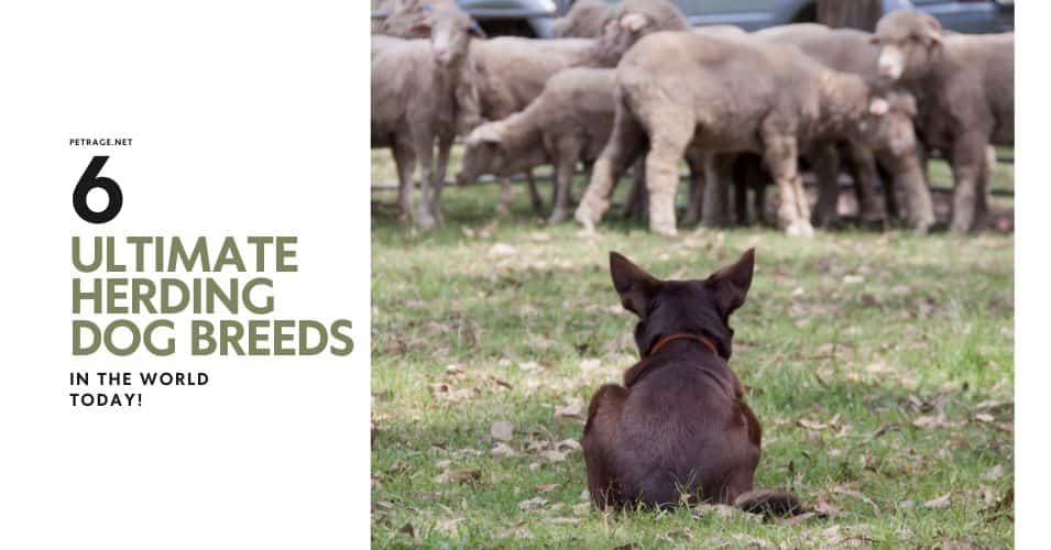 meet the 6 ultimate herding dog breeds petrage