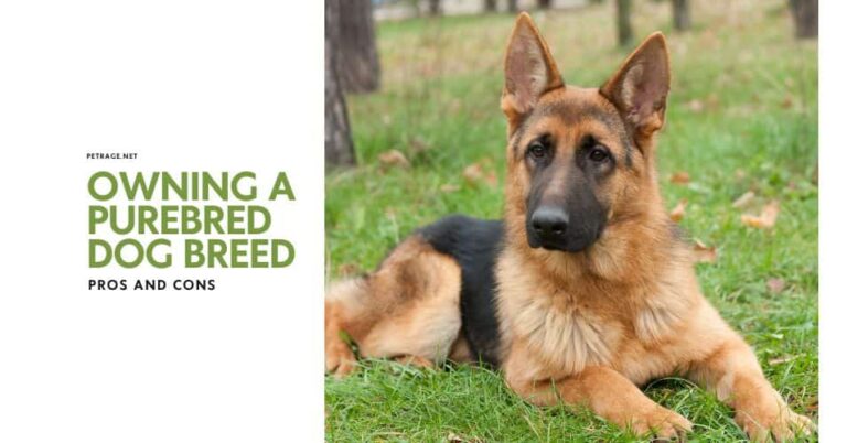 owning a purebred dog breed pros cons and the third option petrage