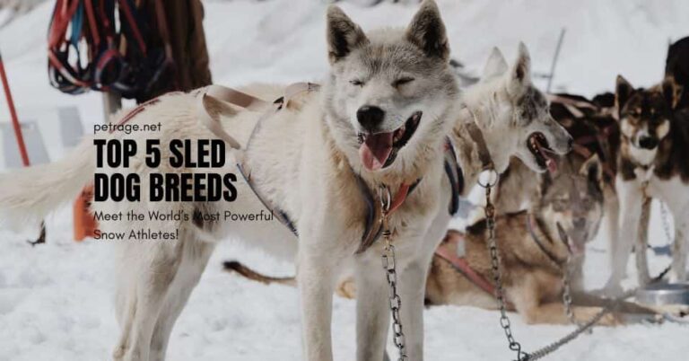 top 5 sled dog breeds meet the world’s most powerful snow athletes petrage