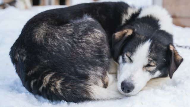 alaskan husky sled dog topper