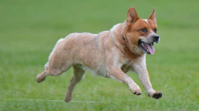 australian cattle dog working topper