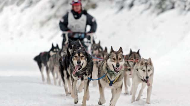 malamute sled dog topper