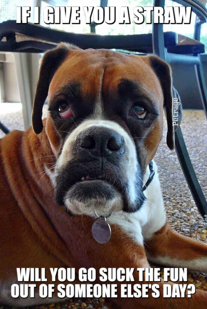 sarcastic boxer dog fun with a straw meme petrage
