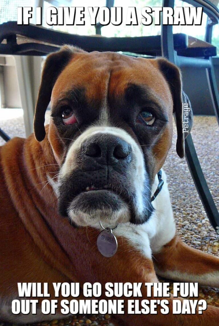 sarcastic boxer dog fun with a straw meme petrage