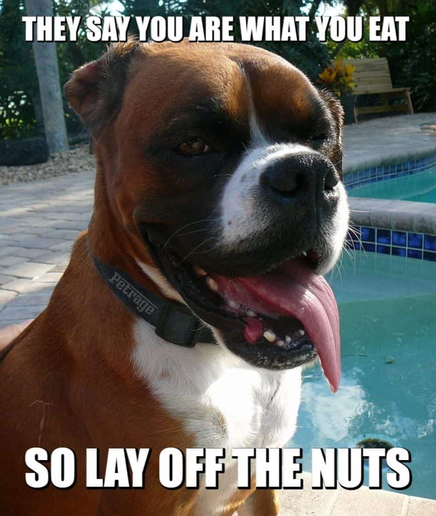 sarcastic boxer dog stop eating nuts meme petrage