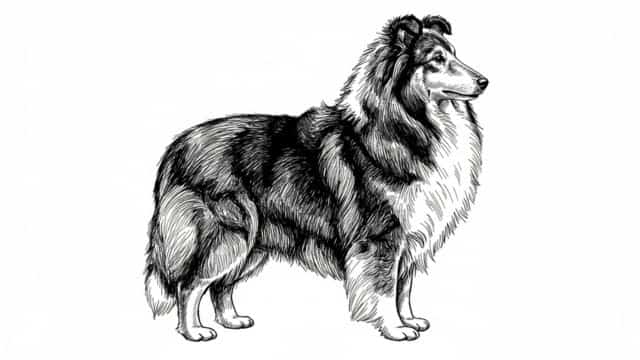 shetland sheepdog topper